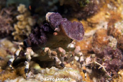 Amazing decorator crab found on Adara wall (Atauro Island... by Greg Duncan 